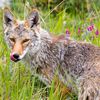 Thanks To 'Weekly Sightings,' Central Park Is Coyote Country Now